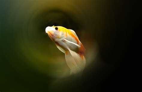 水里游动的锦鲤动图图片-正版gif素材401106990-摄图网
