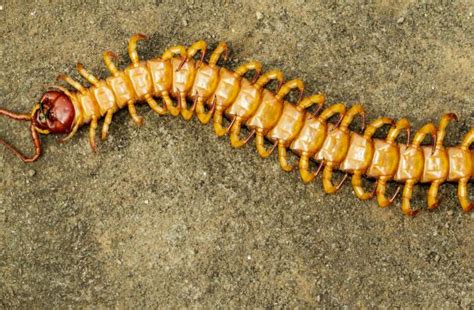 一起来认识一下地球上最毒的10种蜈蚣|厄瓜多尔|蜈蚣|体长_新浪新闻