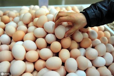 母鸡为什么每天都能下蛋？ 鸡蛋是怎么形成的？|母鸡|为什么-知识百科-川北在线