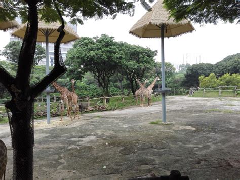 广州动物园哪里比较好玩 广东最出名的动物园有哪些_旅泊网
