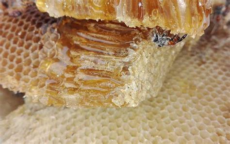 假蜂蜜特点有哪些 如何更好分辨真蜂蜜和假蜂蜜_探秘志