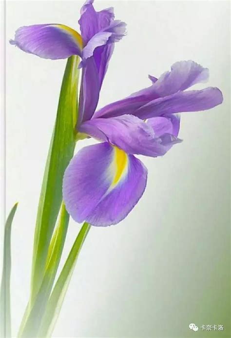 爱丽丝,Iris,L,鸢尾花,花卉,植物花草,摄影,汇图网www.huitu.com