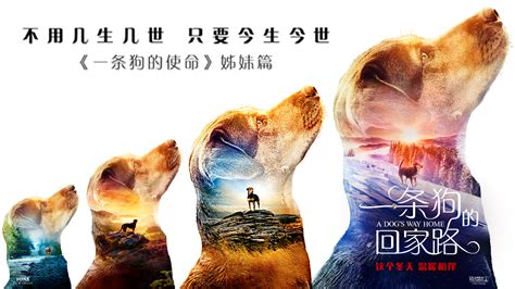 《一条狗的回家路》-高清电影-完整版在线观看