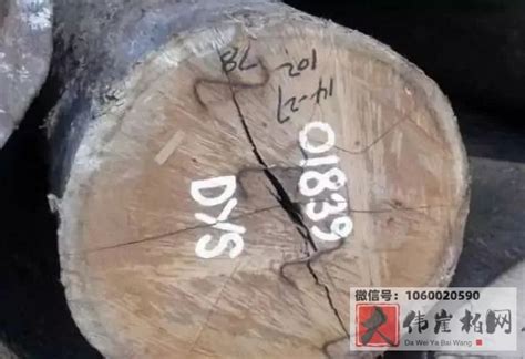 农村最常见的硬木头（让你了解中国的坚硬树种）_斜杠青年工作室