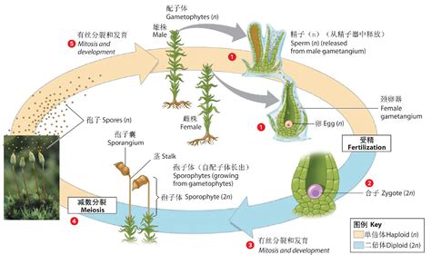 被子植物的结构,被子植物结构,被子植物门_大山谷图库