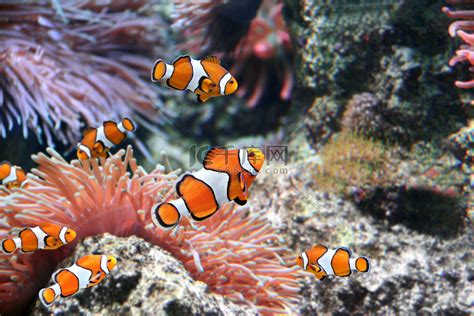 海葵和小丑鱼。高清摄影大图-千库网