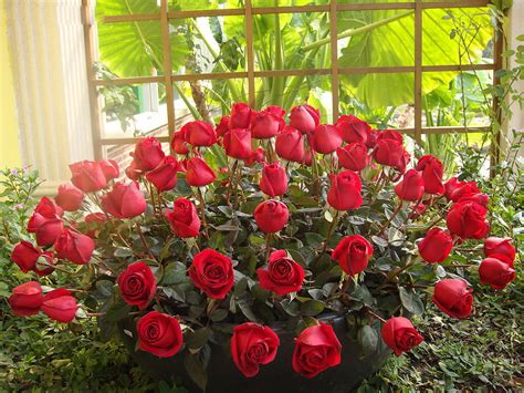 大马士革玫瑰花的粉红色大马士革玫瑰高清图片下载-正版图片504324357-摄图网