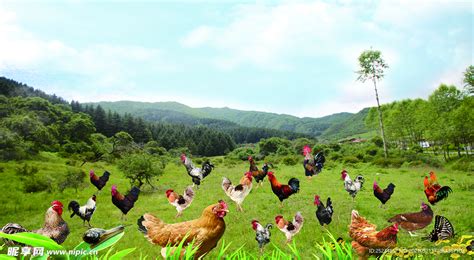 福建小山沟里的养鸡场，如何做成中国白羽肉鸡产业第一？_凤凰网视频_凤凰网