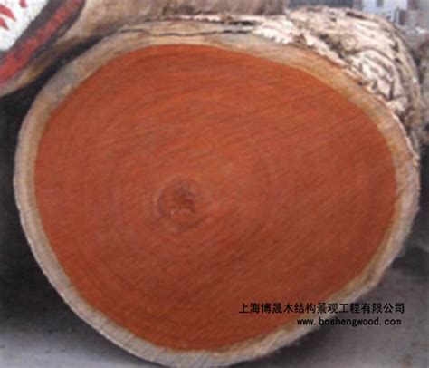 柳桉木和山樟木的区别 - 上海洁鹿环保科技有限公司