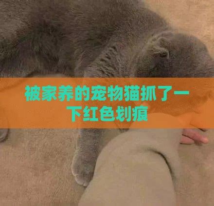 被流浪猫抓了，到底要不要打狂犬疫苗？_猫咪_什么值得买