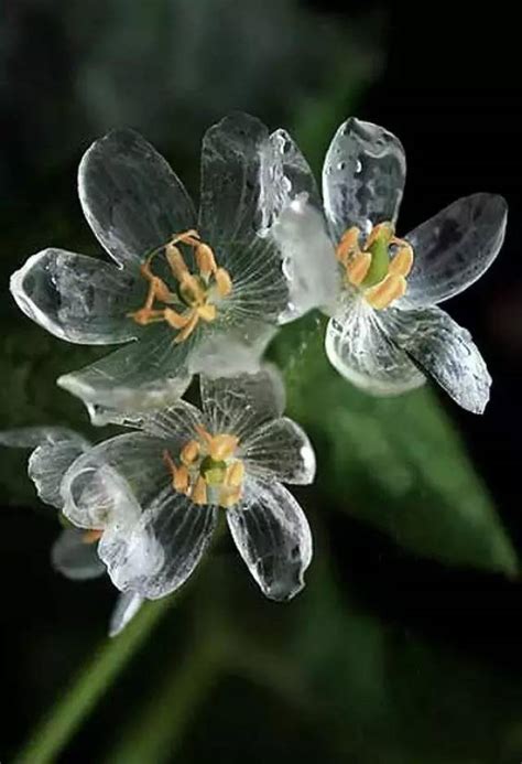 千年不见的“奇花”，太惊艳了！看看也值了！ _ -花图库-花百科