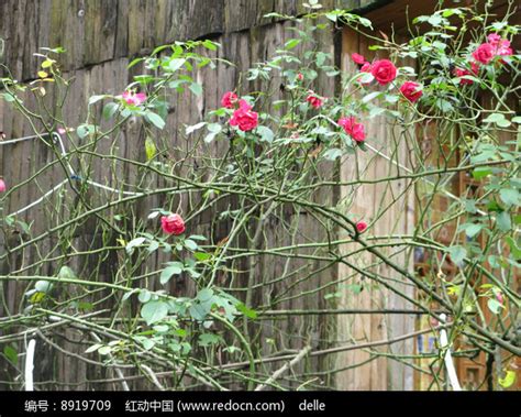 千丝万缕的枝条上的蔷薇花高清图片下载_红动中国