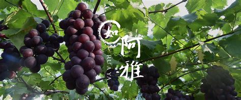 贵州松桃：葡萄喜人管护忙-人民图片网