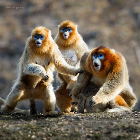 【科普摄影】川金丝猴的情与爱 | 中国科普作家网
