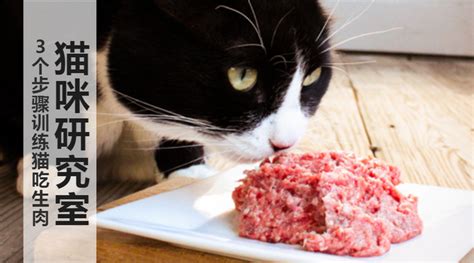 猫不吃生肉怎么办 - 业百科