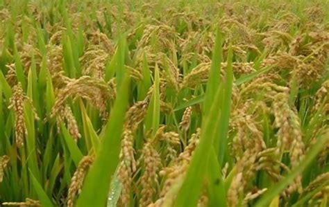 水稻收获期稻谷的含水量一般达到多少？ - 农业种植网
