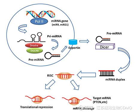 5min极速病毒RNA提取试剂盒说明书 - 分析方法 - 生物在线 Lab-on-Web