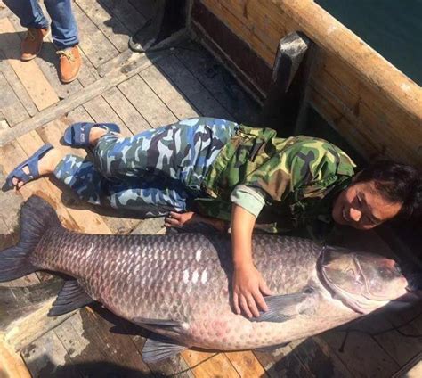 千岛湖巨型青鱼 放生做标本被吃 青鱼命运将如何——人民政协网