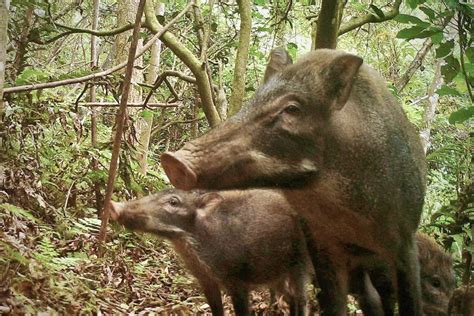 国内野猪局部泛滥，百万野猪频发人猪冲突，为何还是三有保护动物 - 知乎