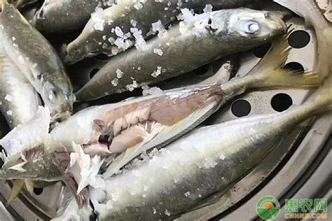 【秋刀鱼是海鱼吗】【图】秋刀鱼是海鱼吗 它乃海中长大可煎炸_伊秀美食|yxlady.com