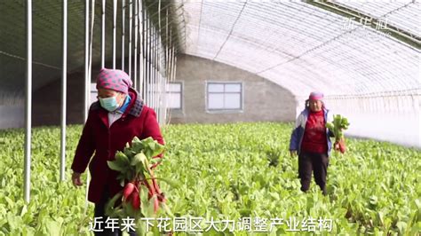 河北下花园：人勤春早 设施农业生产忙_凤凰网视频_凤凰网