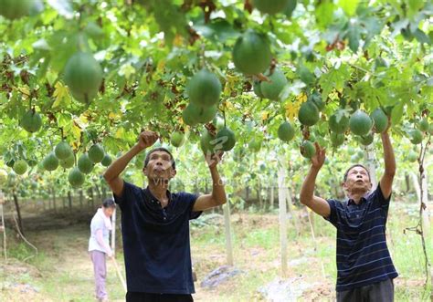 安徽铜陵：小瓜蒌种出致富梦-人民图片网