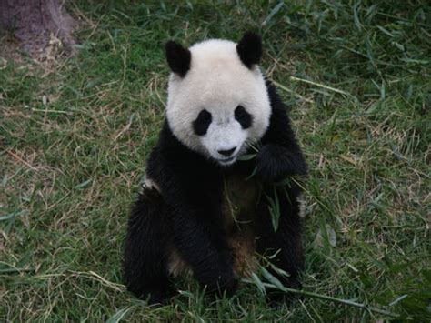 熊猫的外形特点是 描写熊猫外形特点_知秀网