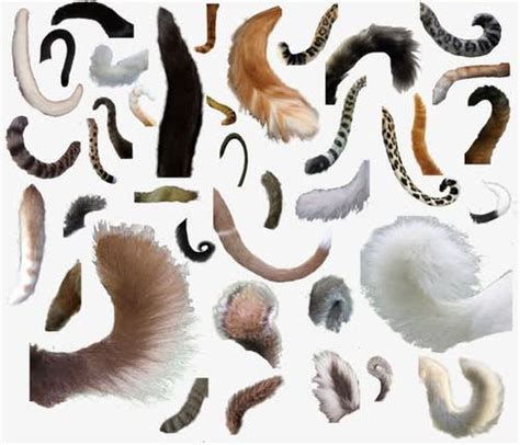 动物的尾巴有什么作用？细数动物尾巴的20种作用-财路哥