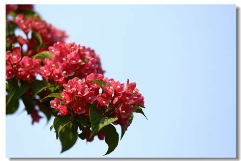 节节花的图片