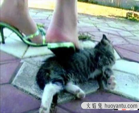 微波炉虐猫事件视频，嫌吵将猫放进微波炉15分钟活活烧死-火焰兔