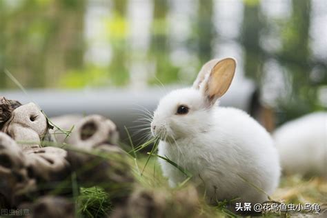 “兔兔这么可爱，你怎么可以吃兔兔”，盘点那些好吃又好看的动物|兔兔|鹅|可爱_新浪新闻