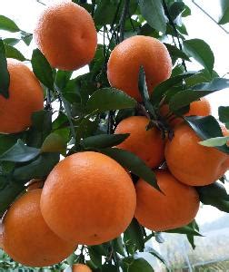 柑橘的主要产地在哪里？常见的柑橘都有哪些种类？ - 惠农网