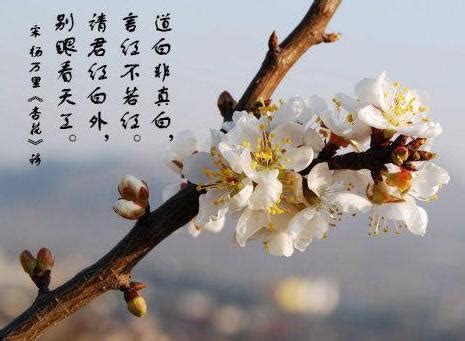 诗词中的“杏花” 每一朵都惊艳了春天-古诗词鉴赏大全-国学梦