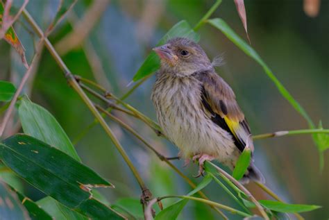 襄阳汉江湿地鸟类——金翅雀（雏鸟） - 中国自然保护区生物标本资源共享平台