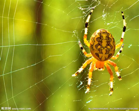 在我们身边的蜘蛛最大能长到多大？ - 知乎