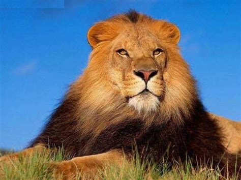 美国国家动物园给小狮子命名 – FOTOMEN