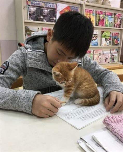 国文老师带猫上课，要先教会学生什么是“尊重”...-吸猫-杭州19楼