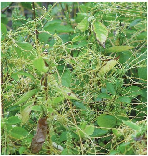 菟丝子图片