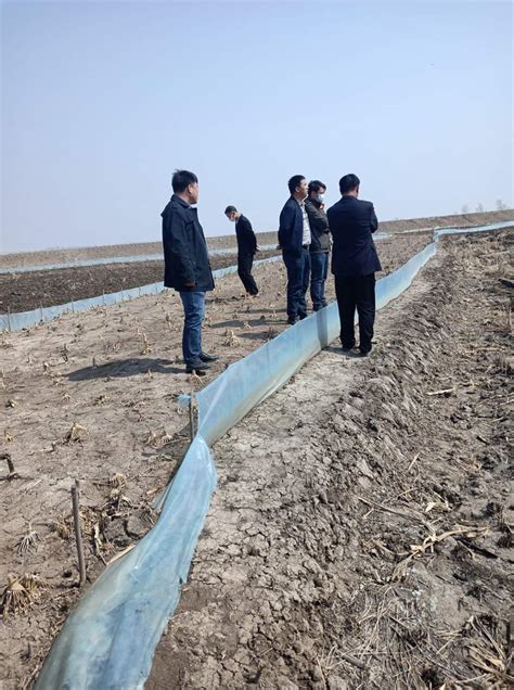 袁隆平团队海水稻插秧新疆喀什 盐碱地上生机盎然