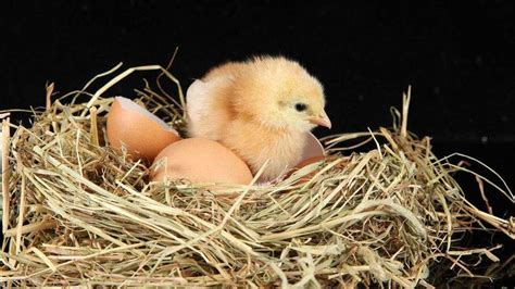 小鸡是如何从鸡蛋里孵化出来的？这样给孩子做科普，清楚又轻松！__财经头条