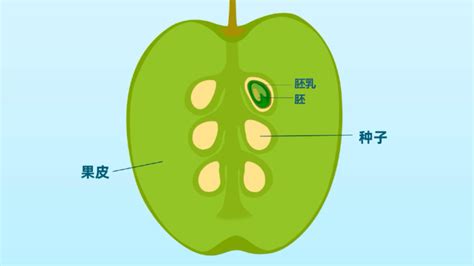 7.1绿色开花植物的有性生殖和发育(果实和种子的形成）（课件 21张PPT）-21世纪教育网