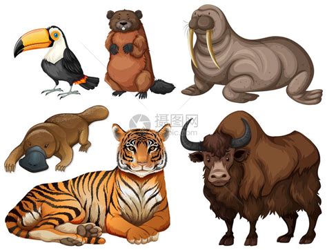 不同种类的野生动物插图插画图片下载-正版图片402318380-摄图网