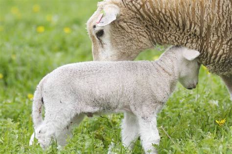 怎样让母羊多胎多产 —【发财农业网】