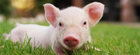 母猪产后不吃食是什么原因，怎么治疗-农百科
