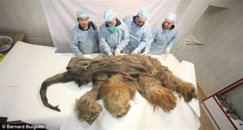 中国收藏网---新闻中心--俄罗斯11岁男孩发现3万年前猛犸象（图）