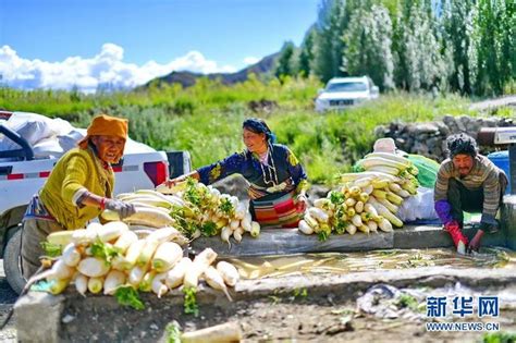 设施蔬菜登上西藏群众餐桌_时图_图片频道_云南网