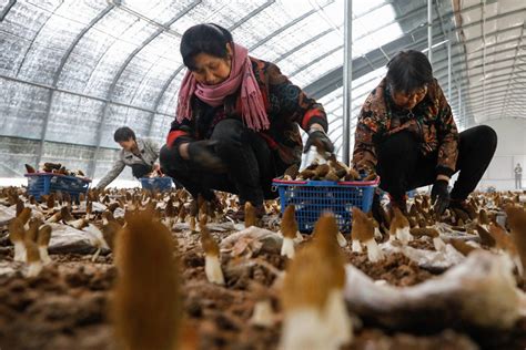 平顶山宝丰：发展食用菌产业 助力乡村振兴-国际在线