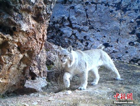 西藏藏北监测到雪豹等珍稀野生动物影像-大河网