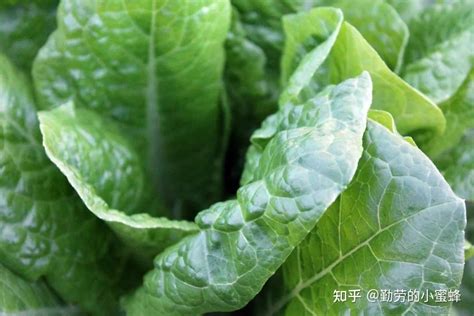 2021年中国菠菜产业数据简析 - 知乎