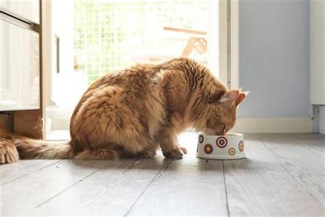 猫粮怎么喂一次喂多少（猫咪每个阶段的喂食量） - 胖萌舍宠物网